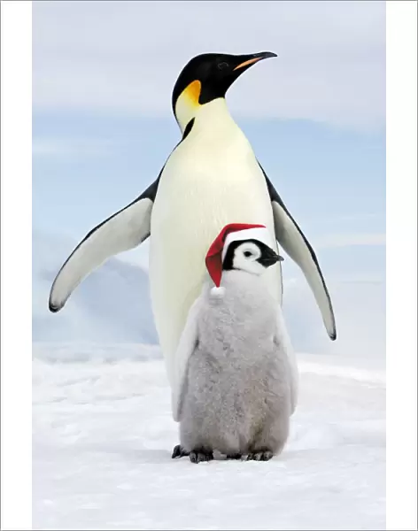 Emperor Penguin - Adult with young wearing Christmas hat Snow hill island Antarctica