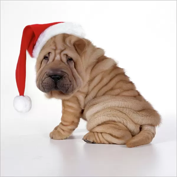 Shar Pei Dog - Puppy sitting down wearing Christmas hat