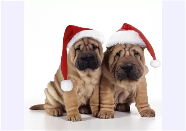 Shar Pei Dog - 2 puppies wearing Christmas hats