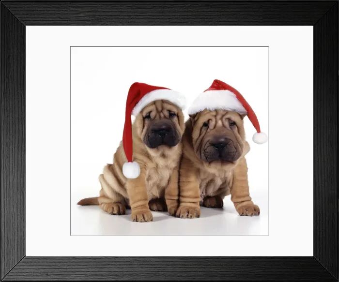 Framed Print : Shar Pei Dog - 2 puppies wearing Christmas hats Framed Print : Shar Pei Dog - 2 puppies wearing Christmas hats