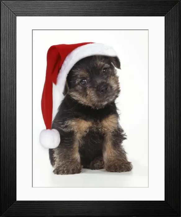 Framed Print : Norfolk Terrier Dog - Puppy wearing Christmas hat Framed Print : Norfolk Terrier Dog - Puppy wearing Christmas hat