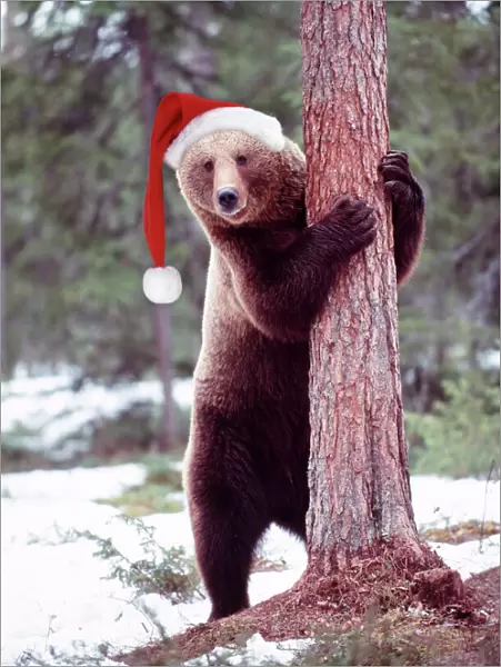 Brown Bear - hugging tree, wearing Christmas hat. Finland