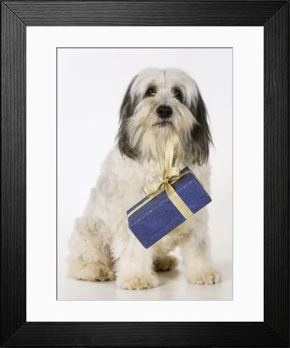 Framed Print : Polish Lowland Sheepdog - holding christmas present Framed Print : Polish Lowland Sheepdog - holding christmas present