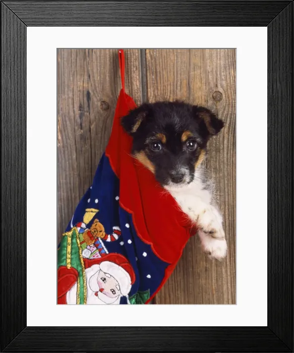 Framed Print : Jack Russell Terrier Cross - puppy in Christmas stocking Framed Print : Jack Russell Terrier Cross - puppy in Christmas stocking