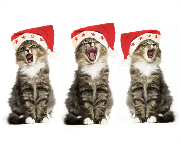 Norwegian Forest Cat - x3 wearing Christmas hats, singing