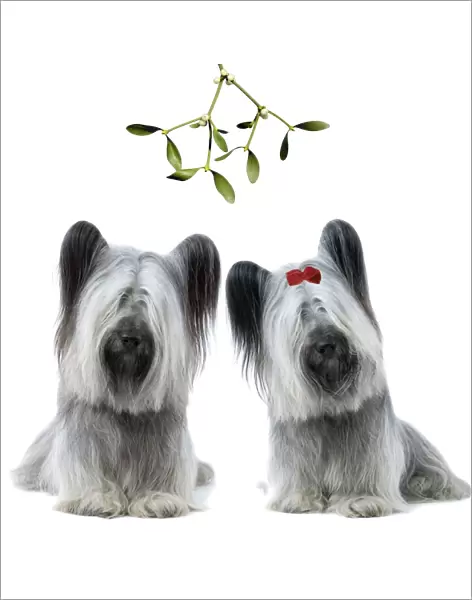 Dog - Sky Terrier pair under mistletoe LA-2829 & LA-3619