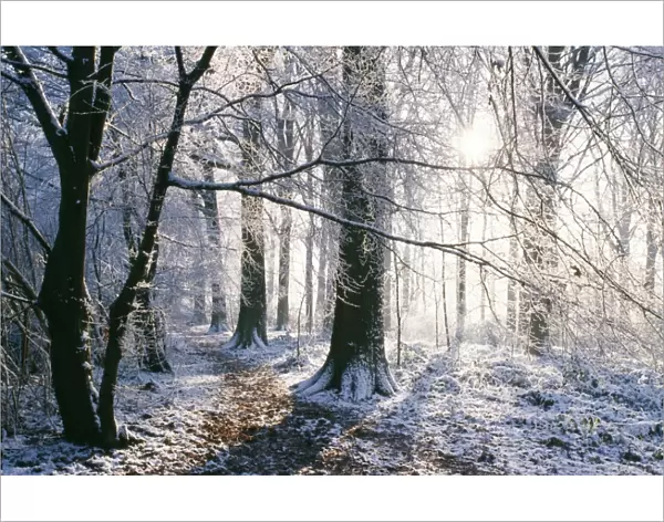 SNOW - in Woodland