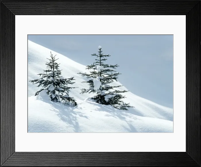 Framed Print : Norway Spruce Tree Young trees in snow, winter. Hoge Venen, Les Fagnes, Belgium Framed Print : Norway Spruce Tree Young trees in snow, winter. Hoge Venen, Les Fagnes, Belgium