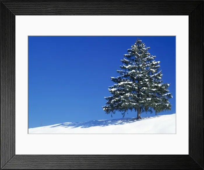 Framed Print : Spruce Tree In winter snow, Germany Framed Print : Spruce Tree In winter snow, Germany