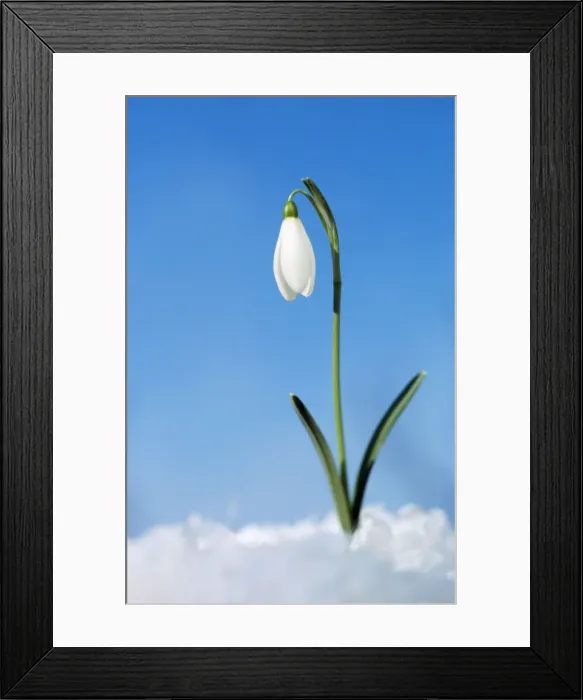 Framed Print : Snowdrop Flower Single, in snow Framed Print : Snowdrop Flower Single, in snow