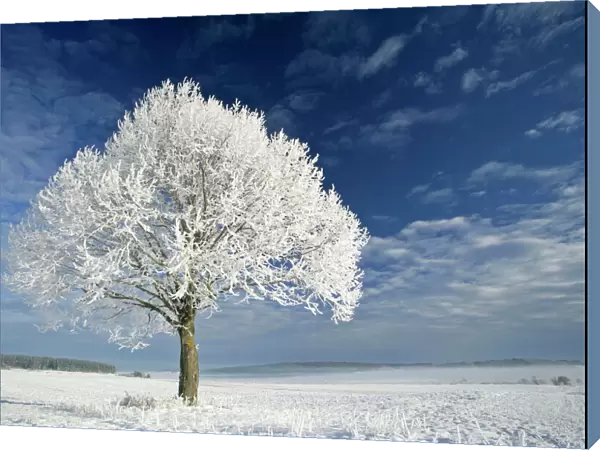 Tree and frost winter landscape and tree covered in thick frost Baden-Wuerttemberg, Germany