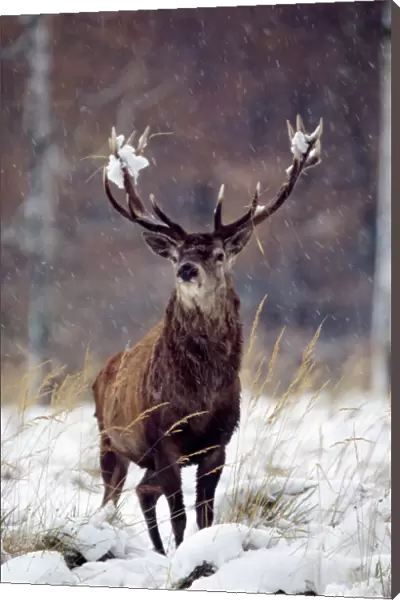 Red Deer. SM-1647. Red Deer. Cervus elephus