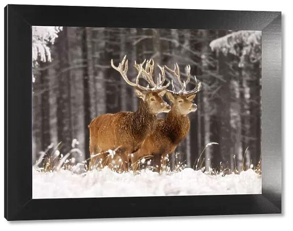 Red Deer - Two together in winter snow