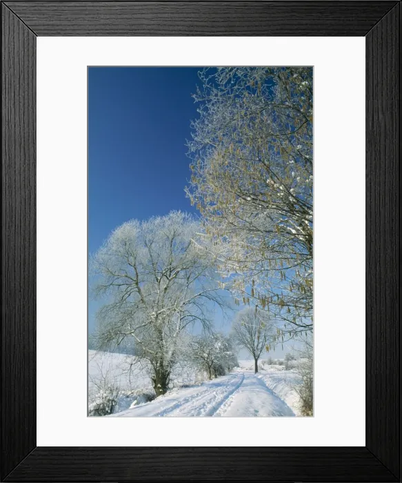 Framed Print : Trees in Snow Hazel (Corylus avellana) & Willow (Salix sp. ) in winter Framed Print : Trees in Snow Hazel (Corylus avellana) & Willow (Salix sp. ) in winter