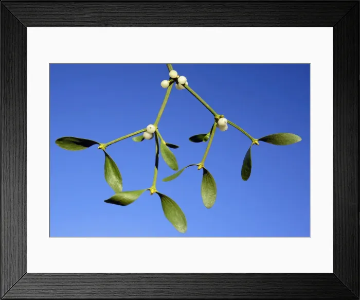 Framed Print : Misteltoe - Detailed study of ripe berries and leaves. Lower Saxony, Germany Framed Print : Misteltoe - Detailed study of ripe berries and leaves. Lower Saxony, Germany