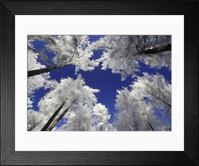 Framed Print : Larch Trees - Covered with snow and frost in winter. Meissner Hills, North Hessen, Germany Framed Print : Larch Trees - Covered with snow and frost in winter. Meissner Hills, North Hessen, Germany