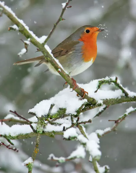 Robin - by snowfall in winter Lower Saxony, Germany
