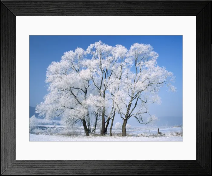 Framed Print : Frost on Willow Tree Framed Print : Frost on Willow Tree