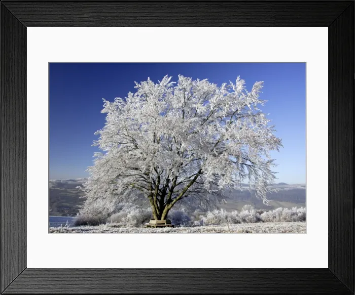 Framed Print : Beech Tree in Winter - Covered with frost and snow in December Meissner Hills, North Hessen, Germany Framed Print : Beech Tree in Winter - Covered with frost and snow in December Meissner Hills, North Hessen, Germany