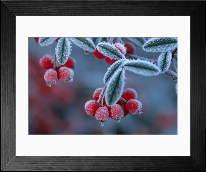 Framed Print : Cotoneaster Berries - Covered in frost Framed Print : Cotoneaster Berries - Covered in frost