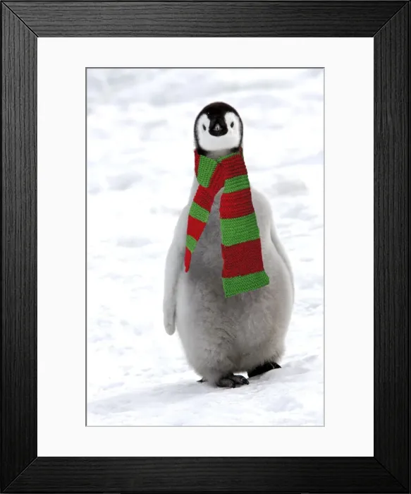 Framed Print : Emperor Penguin - chick, wearing christmas scarf Snow hill island - Antarctica Framed Print : Emperor Penguin - chick, wearing christmas scarf Snow hill island - Antarctica