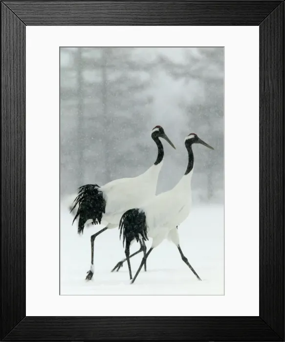 Framed Print : Red Crowned Crane / Japanese Crane Displaying Hokkaido, Japan Framed Print : Red Crowned Crane / Japanese Crane Displaying Hokkaido, Japan