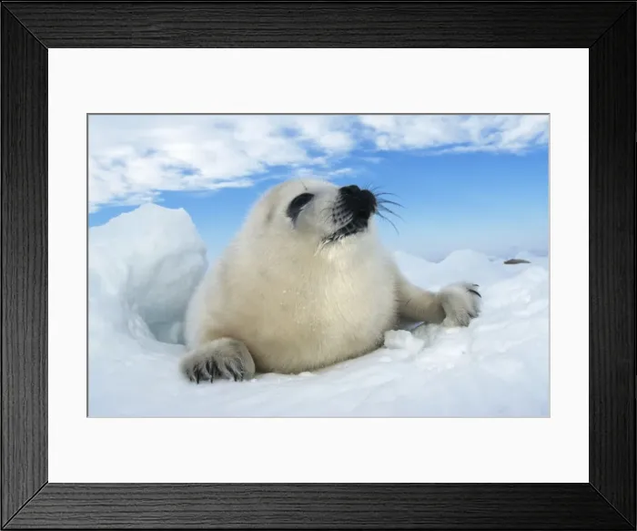 Framed Print : HARP SEAL pup - lying on ice, facing camera Framed Print : HARP SEAL pup - lying on ice, facing camera