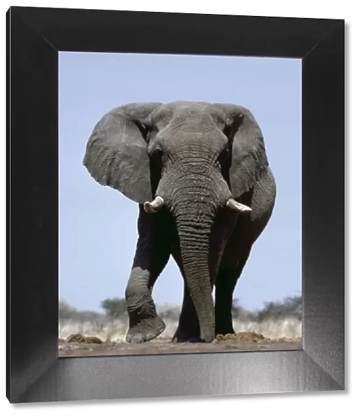 African Bull Elephant
