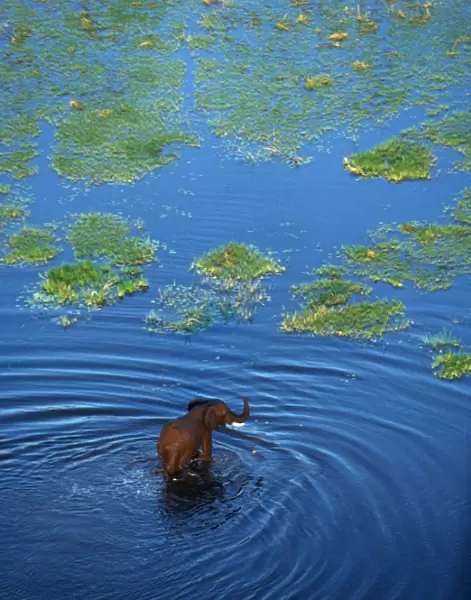 African ELEPHANT - crossing lagoon, aerial