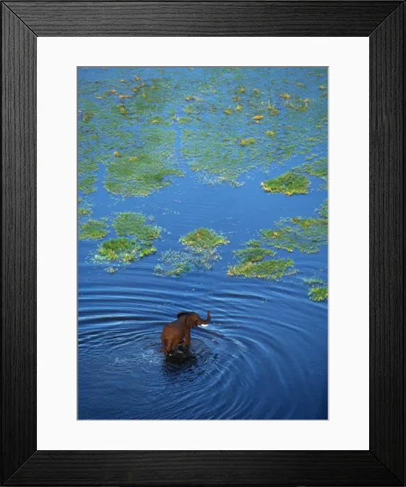 Framed Print : African ELEPHANT - crossing lagoon, aerial Framed Print : African ELEPHANT - crossing lagoon, aerial