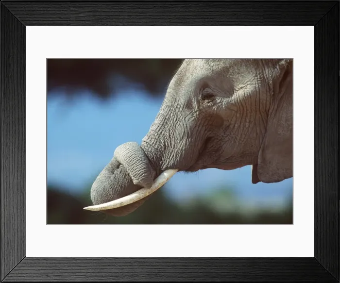 Framed Print : AFRICAN ELEPHANT - single, close-up of trunk