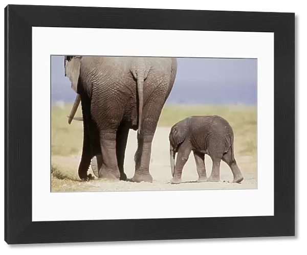 AFRICAN ELEPHANT - WITH YOUNG