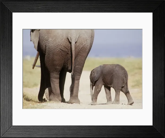 Framed Print : AFRICAN ELEPHANT - WITH YOUNG Framed Print : AFRICAN ELEPHANT - WITH YOUNG