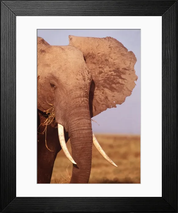Framed Print : AFRICAN ELEPHANT - Single Bull showing tusks Framed Print : AFRICAN ELEPHANT - Single Bull showing tusks