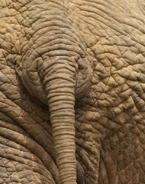 Elephant - Close up rear view of African Elephant showing closely spaced tail rings and skin texture, Addo Elephant National Park, Eastern Cape, South Africa