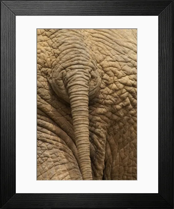 Framed Print : Elephant - Close up rear view of African Elephant showing closely spaced tail rings and skin texture, Addo Elephant National Park, Eastern Cape, South Africa Framed Print : Elephant - Close up rear view of African Elephant showing closely spaced tail rings and skin texture, Addo Elephant National Park, Eastern Cape, South Africa