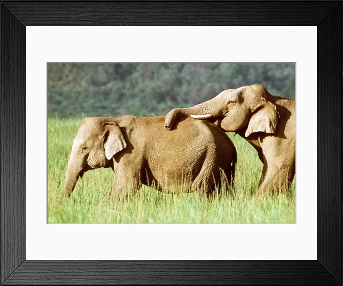Framed Print : ASIAN / INDIAN ELEPHANT - Trunk on back Framed Print : ASIAN / INDIAN ELEPHANT - Trunk on back