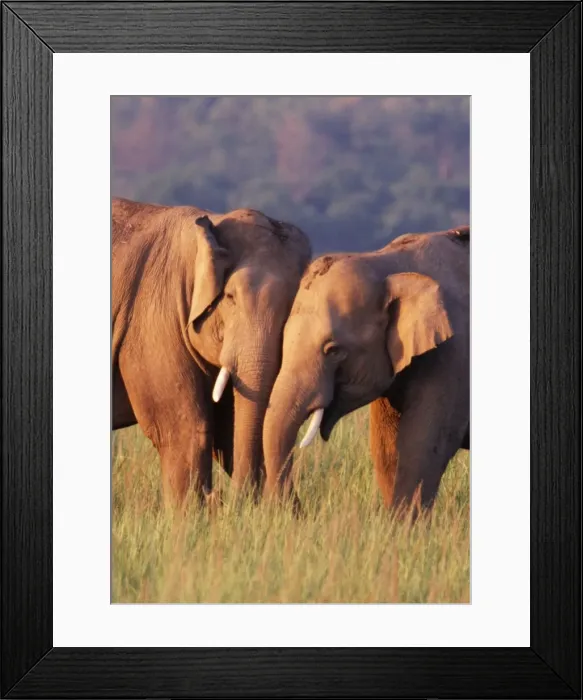 Framed Print : Indian / Asian Elephant Corbett National Park, India Framed Print : Indian / Asian Elephant Corbett National Park, India