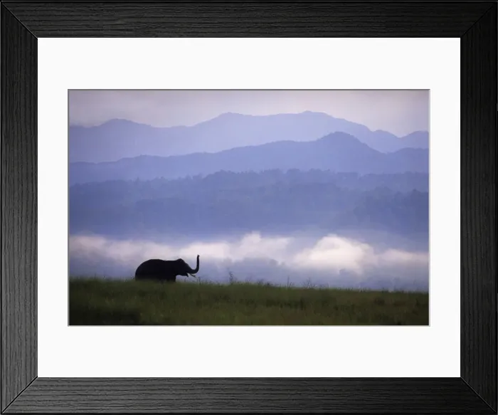 Framed Print : Indian Elephant - In the Himalayan foothills Corbett National Park, India Framed Print : Indian Elephant - In the Himalayan foothills Corbett National Park, India