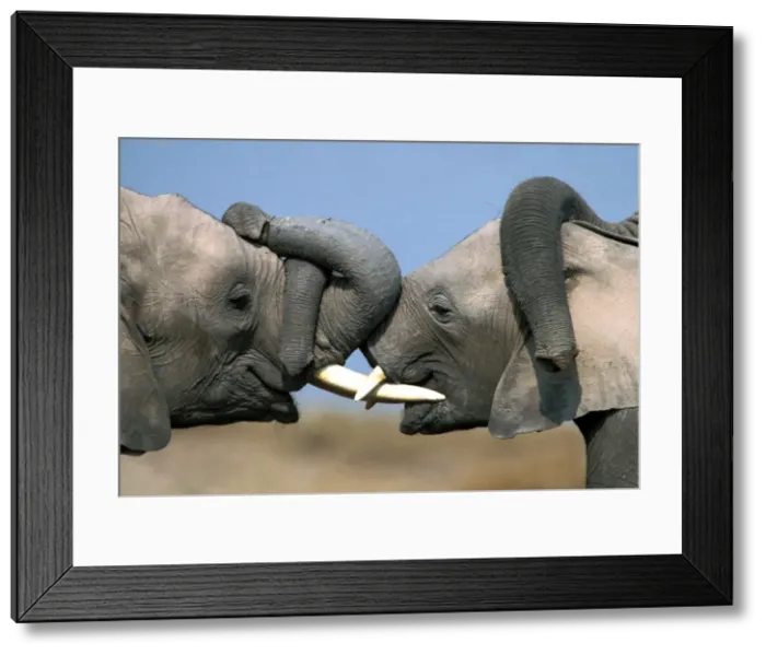 Framed Print : African Elephant - two males sparring Aboseli National Park, Kenya, Africa Framed Print : African Elephant - two males sparring Aboseli National Park, Kenya, Africa