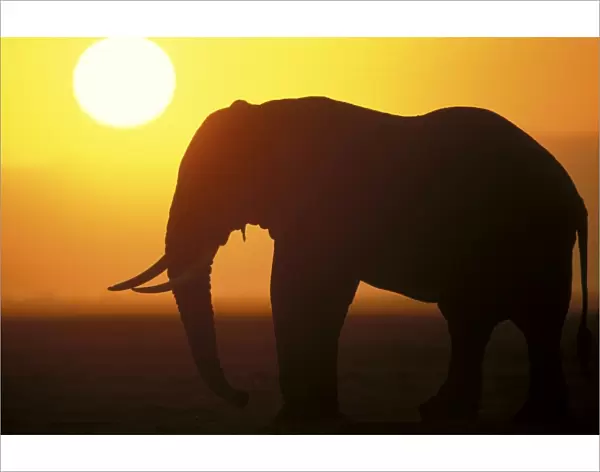 African Elephant - at sunset
