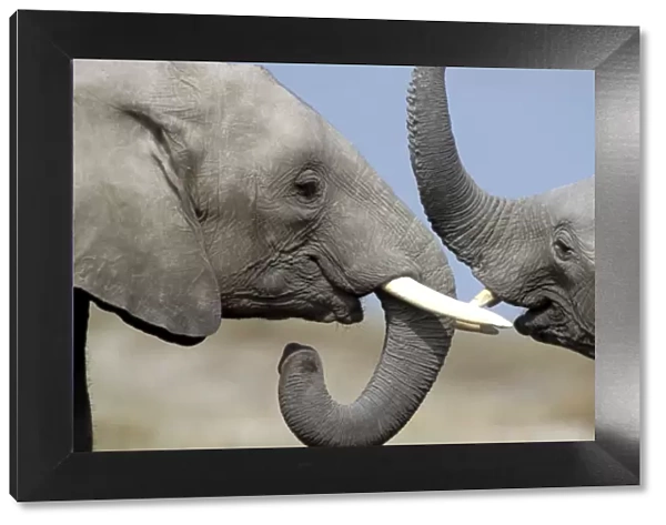 African Elephant - two. Amboseli National Park - Kenya - Africa