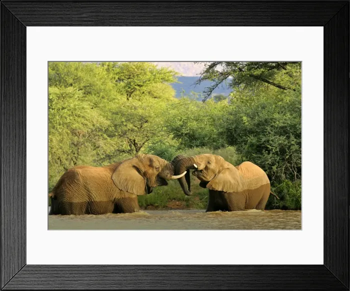 Framed Print : African Elephants playing two individuals fighting playfully in a river Namibia, Africa Framed Print : African Elephants playing two individuals fighting playfully in a river Namibia, Africa