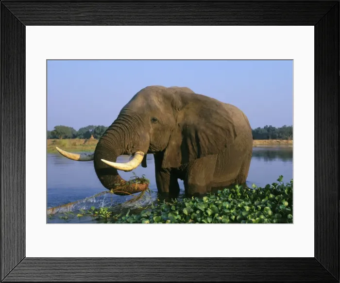 Framed Print : African Elephant Bull. Feeding in a river. Zambezi River, Mana Pools National Park, Zimbabwe, Africa. 3ME283 Framed Print : African Elephant Bull. Feeding in a river. Zambezi River, Mana Pools National Park, Zimbabwe, Africa. 3ME283