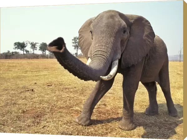 African Elephant - Checking out photographer. Matusadona National Park, Zimbabwe, Africa. 3ME1119