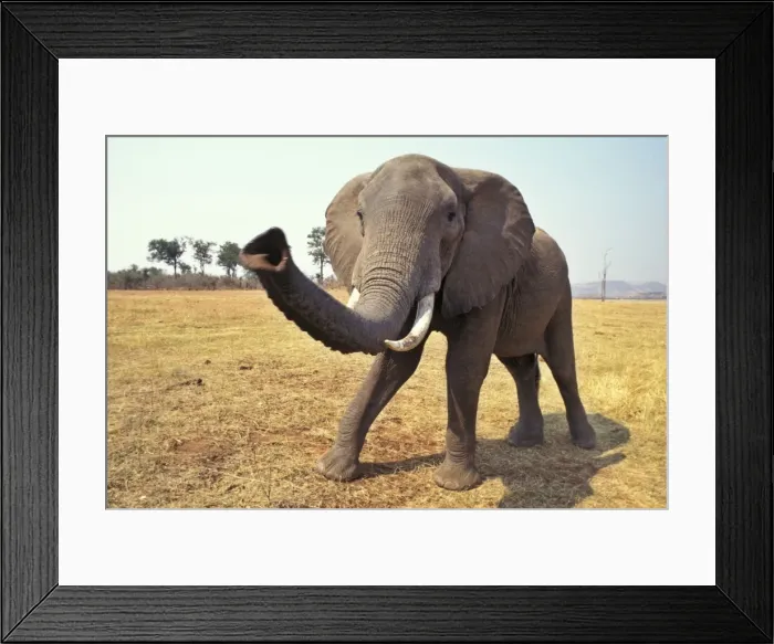 Framed Print : African Elephant - Checking out photographer. Matusadona National Park, Zimbabwe, Africa. 3ME1119 Framed Print : African Elephant - Checking out photographer. Matusadona National Park, Zimbabwe, Africa. 3ME1119