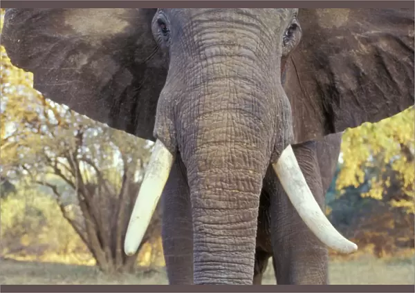 African Elephant Bull. Being aggressive. Mana Pools National Park, Zimbabwe, Africa. 3ME303