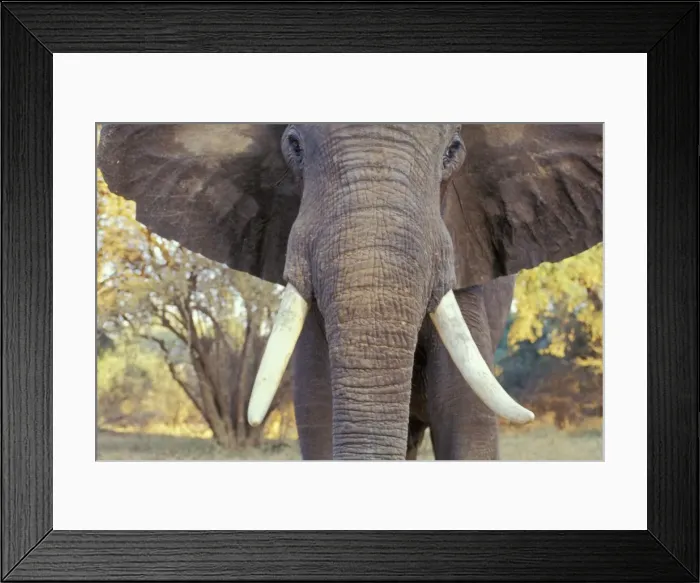 Framed Print : African Elephant Bull. Being aggressive. Mana Pools National Park, Zimbabwe, Africa. 3ME303 Framed Print : African Elephant Bull. Being aggressive. Mana Pools National Park, Zimbabwe, Africa. 3ME303