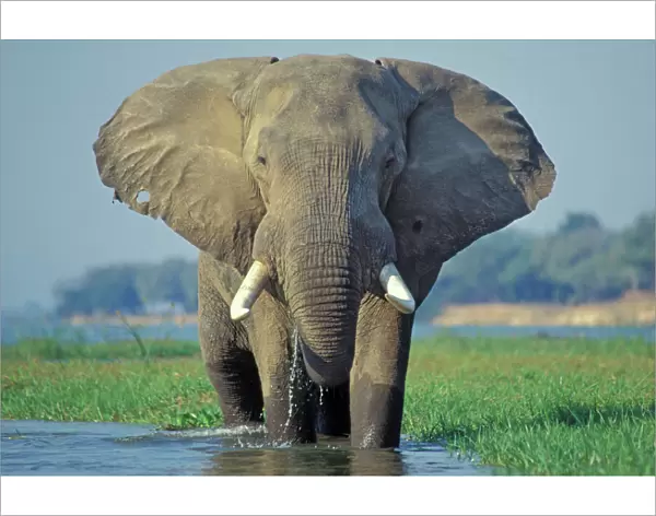 Large African Elephant. Bull feeding along the edge of river. Zambezi River in Mana Pools National Park, Zimbabwe, Africa. 3ME494