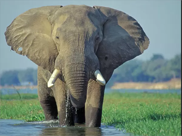 Large African Elephant. Bull feeding along the edge of river. Zambezi River in Mana Pools National Park, Zimbabwe, Africa. 3ME494